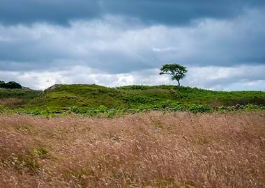 A Tree in Mull