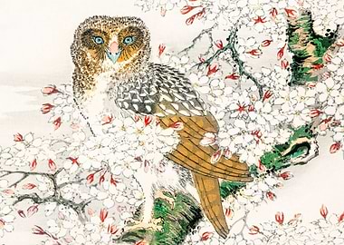 Owl in Cherry Blossoms
