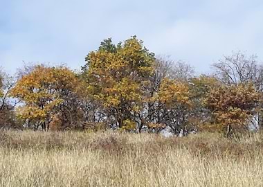 Autumn near the forest