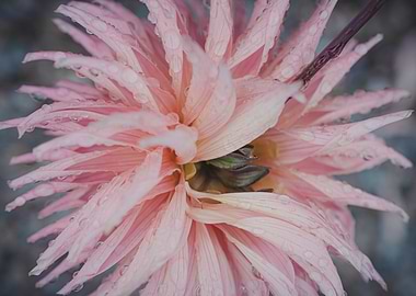 Raindroped Dahlia