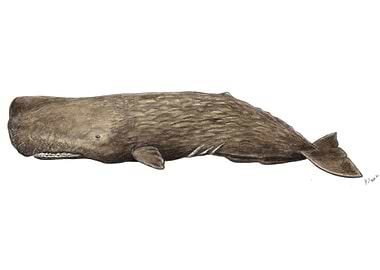 Sperm whale Physeter