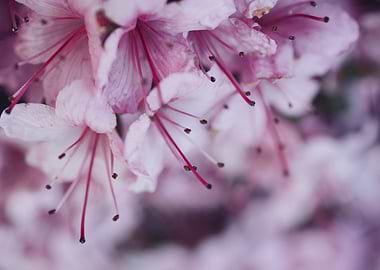 Pink Rhododendron