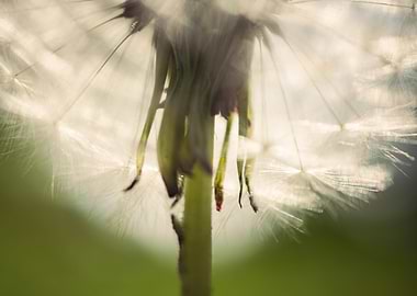 Close up Dandelion
