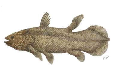 Coelacanth Latimeria