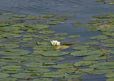 Lily Pads on the bay