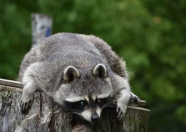 Bored raccoon