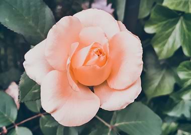 Retro vintage pink rose