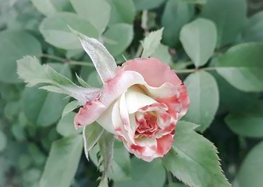 Faded pink rose bud