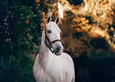 White Horse