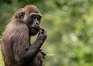 Gorilla mit rote Beete