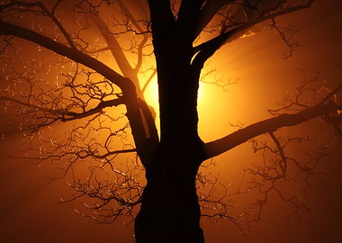 A tree at dawn