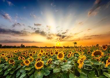 Sunflower field at sunset