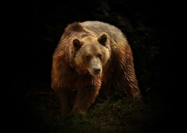 Brown bear