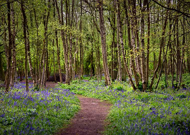Blue Bells Path
