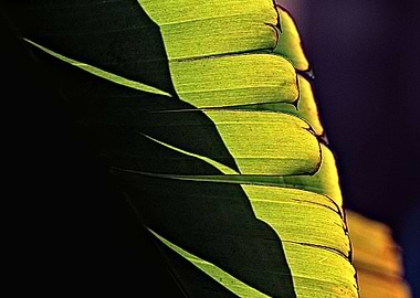 Banana Leaves and Shadows