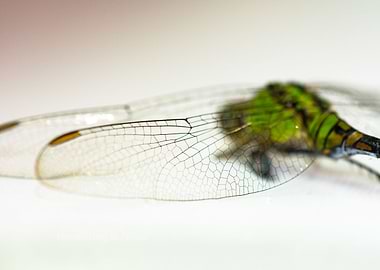 Dragonfly Wing