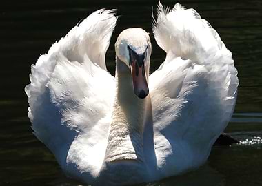 Swan Ruffle