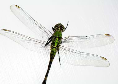 Green Dragonfly