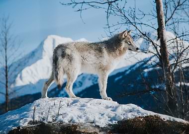 Grey Wolf
