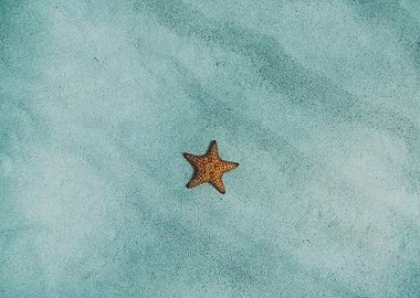 Starfish