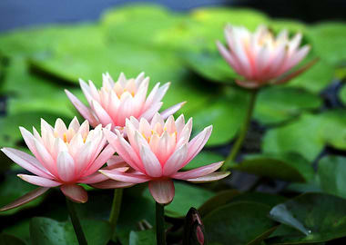 Waterlilies