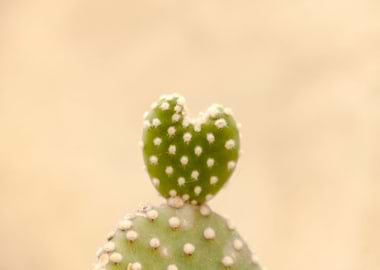 Cactus heartshaped detail