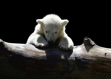 Cub on a Log