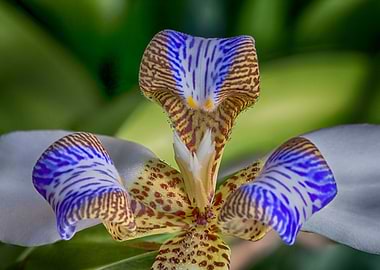 Apostles Iris Morning Dew