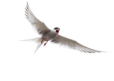 Arctic tern in flight