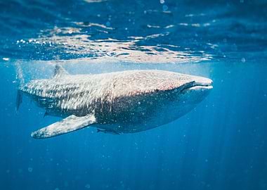 Whale shark biggest fish