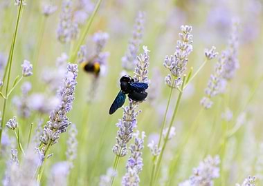 Insect on a flower