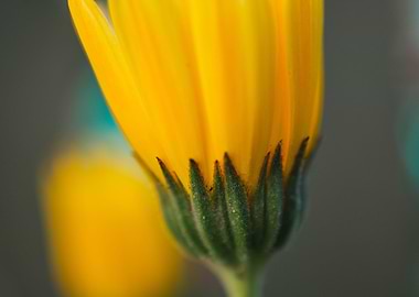 Yellow Daisy