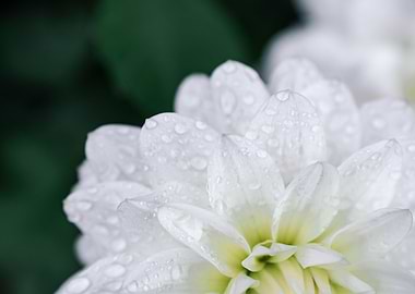 White Dahlia