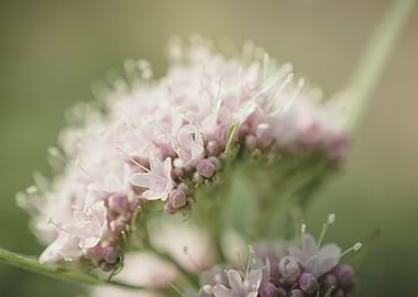 Pretty Valerian Flowers