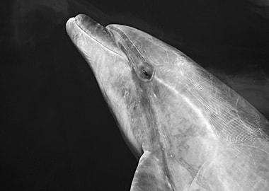Dolphin black and white