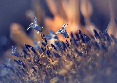 Summer garden, blue flower