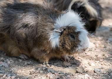 guinea pig in the farm