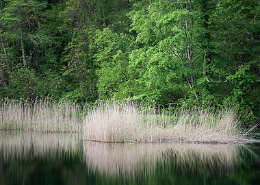 Yellow reeds and new green