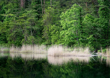 Yellow reeds and new green
