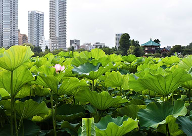 Lotus in the city