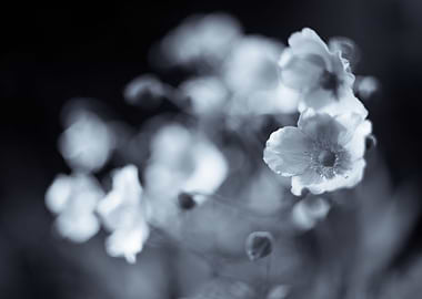 Garden B&W flower, meadow