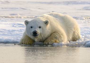 Polar Bear