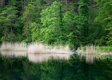Yellow reeds and new green