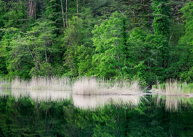 Yellow reeds and new green