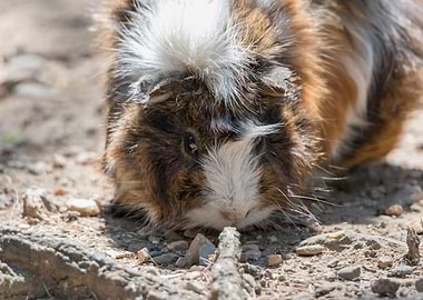 guinea pig in the farm