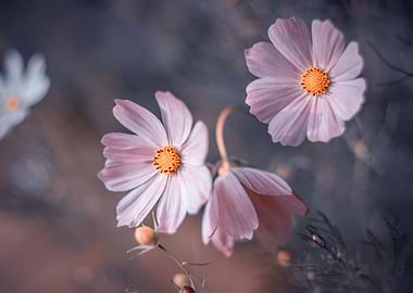 Pink flower, macro, garden