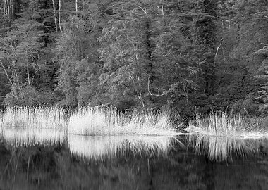 Yellow reeds and new green