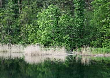 Yellow reeds and new green