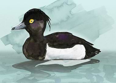 Tufted Duck watercolor