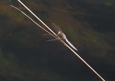 Resting Dragonfly Photo